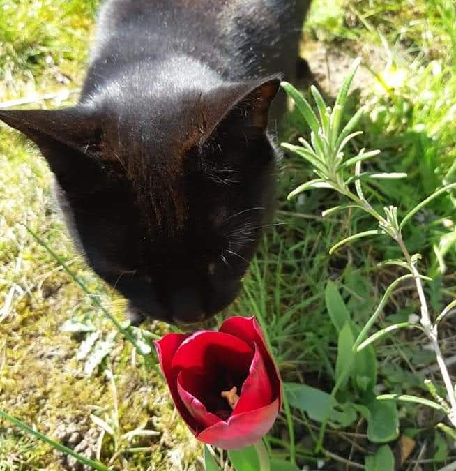 Our old black cat smelling a tulip