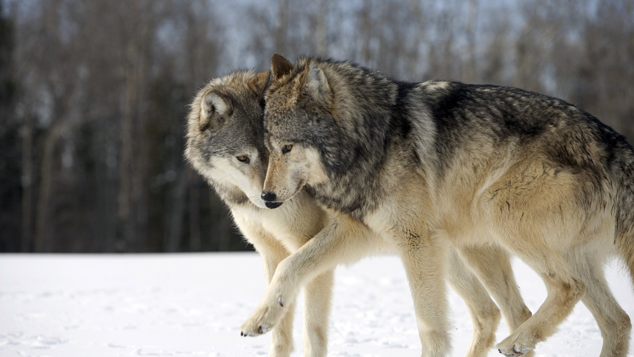 Two Wolves? No. Inside Me Are Four Petes